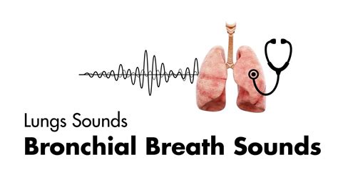 Bronchial Breath Sounds Indicate / lung,bronchial ASL - YouTube : Bronchial breath sounds ...