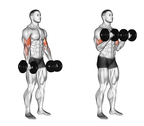 Hammer Curls vs Bicep Curls: 7 Major Differences Explained - Inspire US