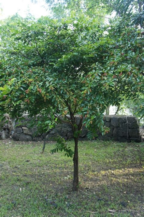 OUR PHILIPPINE TREES: The Miniature Bignay