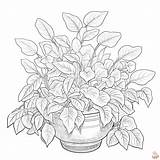 Printable Plant Coloring Pages Free For Kids And Adults sketch template