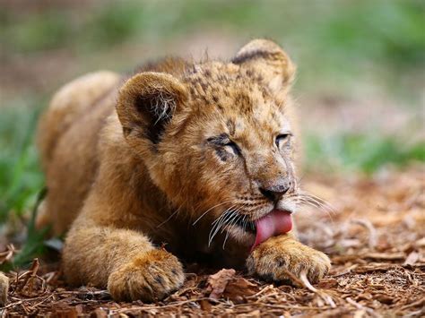 Photos: A look at lion cubs born in captivity - Gulf News | Jawawuts