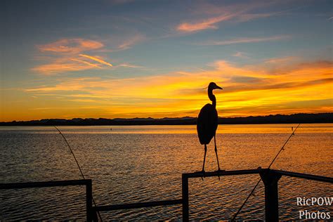 Bird Watching in the Havasu National Wildlife Refuge - Lake Havasu City