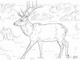 Rocky Mountain Elk Coloring Page Coloring Pages sketch template