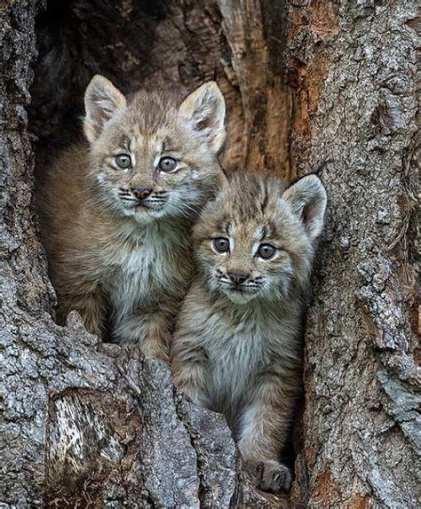 Adorable Little Lynx Kittens In A Tree : r/aww