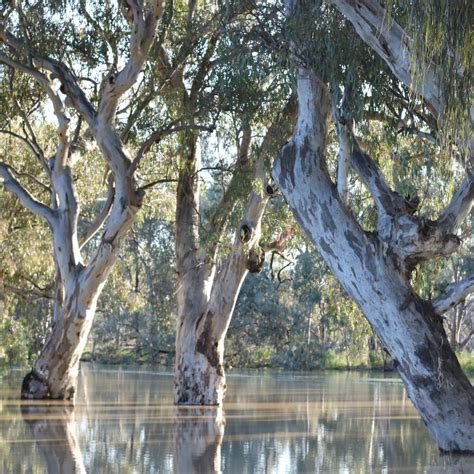 River Red Gum (Eucalyptus camaldulensis) | TreeProject