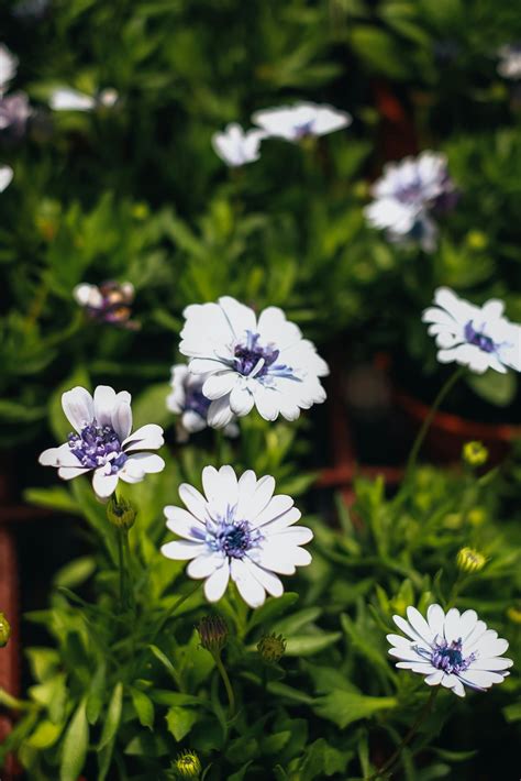 Blue Daisy - Floral Bliss
