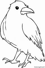 Raven Coloring Pages 11 Free Printables  ColoringAll sketch template