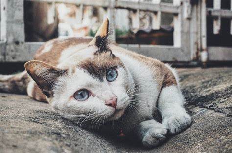 A Japanese Cat Island With More Than 200 Cats (Yes, You Can Visit)