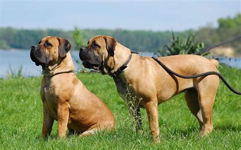 BEST BREEDERS IN THE WORLD | SOUTH AFRICAN BOERBOEL - Elite Boerboels ...