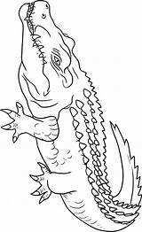 Cute Crocodile Coloring Pages sketch template