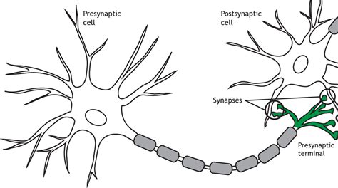 2.1: Synapse Structure - Medicine LibreTexts