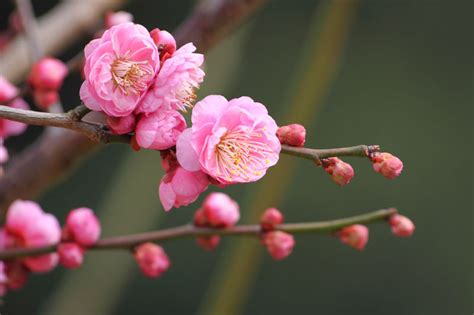 Prunus mume (Plum Blossom): All You Need To Know