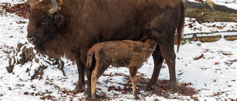 Conservation priority – Eurosite Management Planning Portal