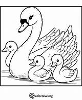 24 Free Swan Coloring Pages – The Color Cove sketch template