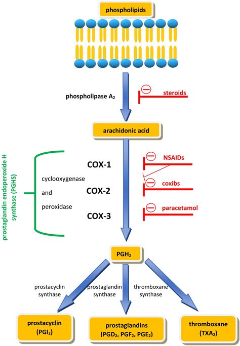 Riluzole Mechanism Of Action