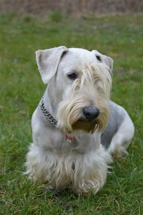 Dog Breeds Similar to the Cesky Terrier