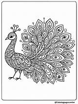 Peacock Mandala Coloring Pages  Free Printable PDFs sketch template