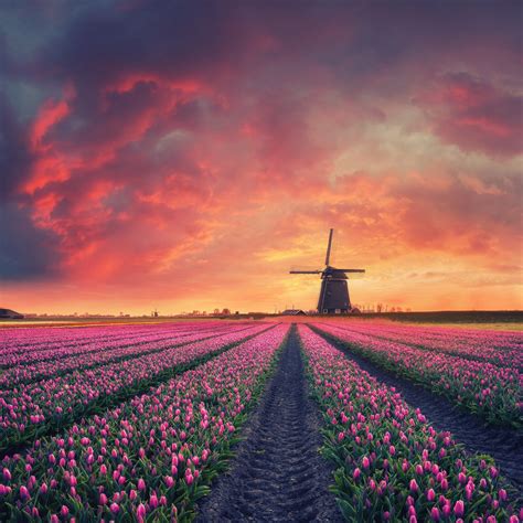 Holland Tulips - Tap to see more #windmill stock wallpapers - @mobile9 | Hovenieren, Tulpen ...