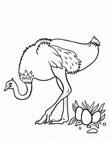 Ostrich Coloring Pages sketch template