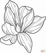 Magnolia Coloring Pages sketch template