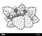 Fresh Strawberry Coloring Pages Learn To sketch template