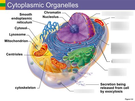 Diagram of CYTOPLASMIC ORGANELLES (RIGHT) | Quizlet