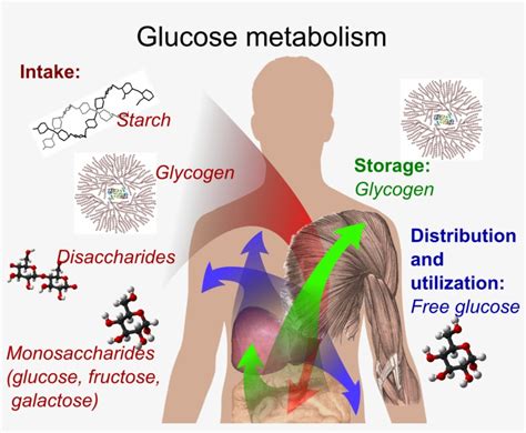 Glucose Metabolism And Various Forms Of It In The Process - Diabetes Is ...