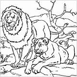 Lion Couple  Coloring Pages For Kids sketch template