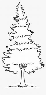 White Pine Tree Coloring Pages Coloring sketch template
