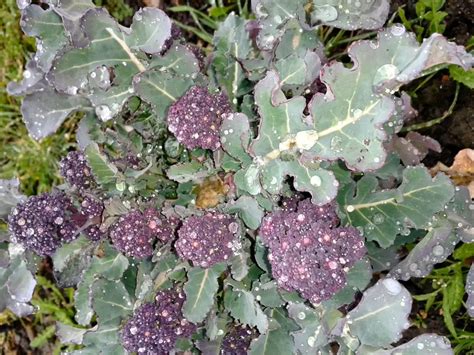 Growing Purple Sprouting Broccoli | Real Men Sow