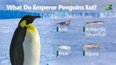 Emperor Penguin Fish
