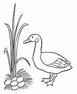 BlueBonkers Free Printable Easter Ducks Coloring Page Sheets  sketch template
