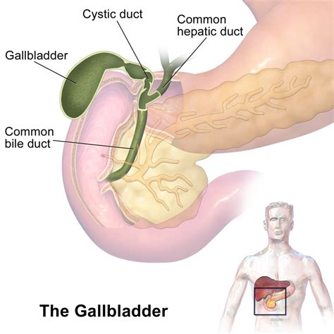 Gallbladder - Location, Function, Anatomy, Pictures and FAQs