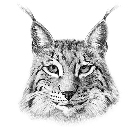 Image result for lynx drawing | Animal drawings, Animal paintings, Lynx