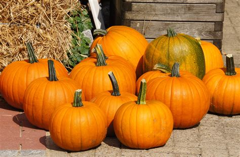 Free Images : decoration, harvest, produce, pumpkin, halloween, colorful, garden, calabaza ...