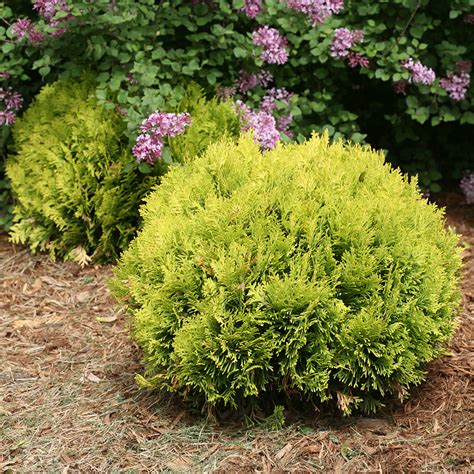 Anna's Magic Ball Thuja | Spring Meadow - wholesale liners - Spring Meadow Nursery