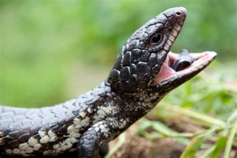 What Do Reptiles Eat | Reptile Encounters