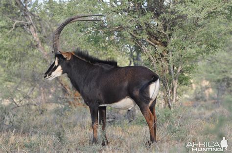 Sable Antelope South Africa | AfricaHunting.com