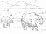 Yak Coloring Page sketch template