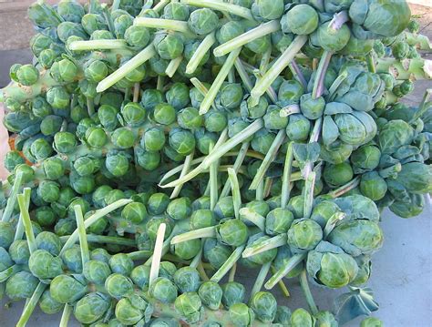 In Season: Brussels Sprouts | POPSUGAR Food