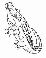 Crocodile Coloring Pages Free Printable PDF sketch template
