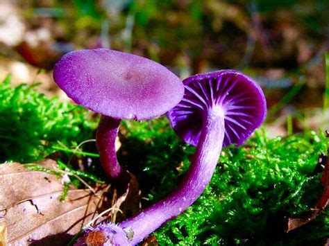 Purple Mushrooms | Stuffed mushrooms, Edible mushrooms, Poisonous mushrooms