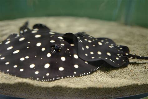 Freshwater Aquarium Stingray • (Types, Tank Size & Breeding)