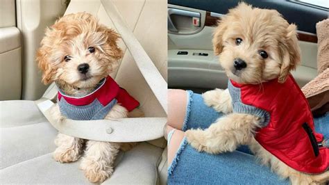 Shih-Poo | Cutest Shih Tzu Poodle Mix Dogs | Puppies Club