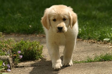 Golden Retriever Puppy | Flickr - Photo Sharing!
