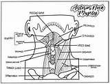 Anterior Neck Muscles Coloring Page  Etsy sketch template