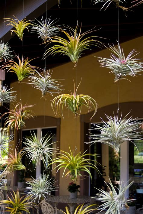 Bok Tower Gardens - Lake Wales, Florida | Luftpflanzen, Pflanzen, Hängepflanzen