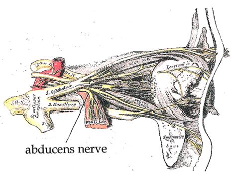 Abducens Nerve - Physiopedia