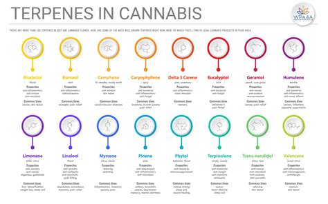 Terpenes 101: Intro to Terpenes – WPA4A, Inc.