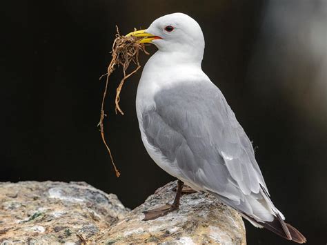 Kittiwake Bird Facts (Rissa tridactyla) | Birdfact